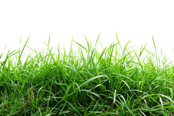 Obraz premium fresh spring green grass, isolated on transparent and white background.PNG image 