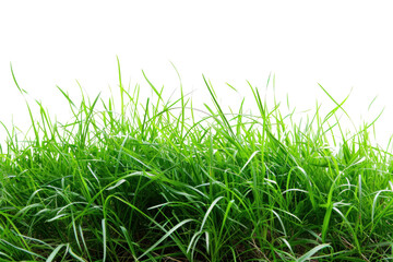 fresh spring green grass, isolated on transparent and white background.PNG image	