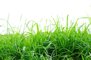 fresh spring green grass, isolated on transparent and white background.PNG image	