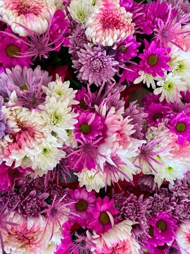 Bouquets of chrysanthemum flowers in shades of pink and purple 