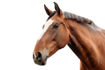Bay horse, isolated on transparent and white background.PNG image