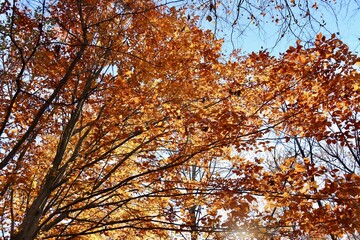 autumn leaves in the sky
