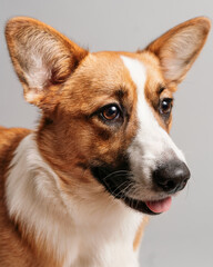 Portrait of a Young Cardigan Welsh Corgi