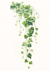 green leaves hanging branch ivy encyclopedia illustration medium colored pencil scroll wall vinny greenery endangered