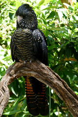 Red Tailed Black Cockatoo is now an endangered species especially in South East Australia.