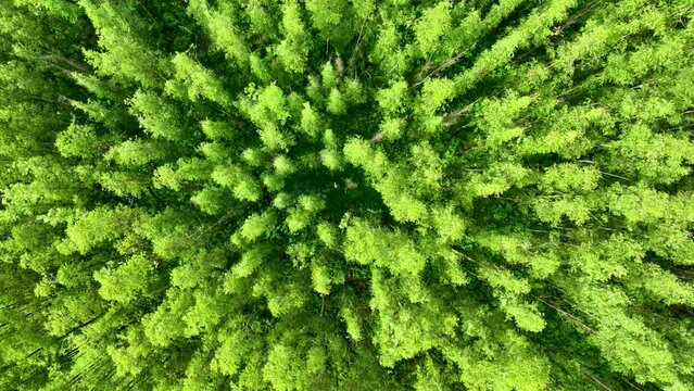 Eucalyptus Forest At Ouro Preto Minas Gerais Brazil. Country Ranch Pasture. Exotic Valley Country Peaceful. Exotic Field Country Summer Countryside. Exotic Peaceful Day Scenics Nature.