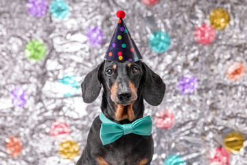 Sad elderly gray-haired dachshund dog in a birthday cap, bow tie, sadly posing on a metal decorated background, celebrate birthday Boring party, festive photo session Children costume animation