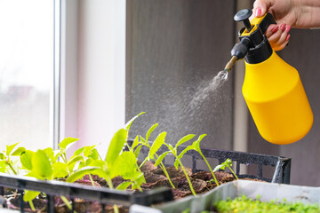 Hand spraying water from a yellow spray bottle onto young green seedlings in a planting tray by the window