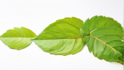 fresh mint leaves on white background