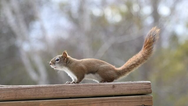 Red squirrel sits on the fence and poops