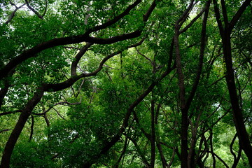 bent curve of lush green forest trunks and branches in summer - obrazy, fototapety, plakaty