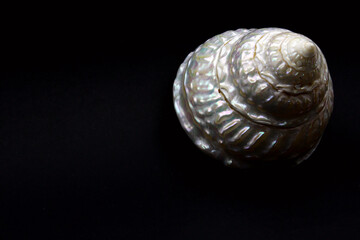 Harmonious organic shape of a seashell reminding of the sea with its wavy white nacre. The gem of nature is on black background.