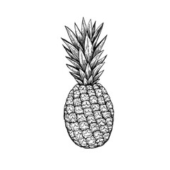 Pineapple, isolated on white background. Hand-drawn ink illustration in retro engraving style. Detailed vector drawing.