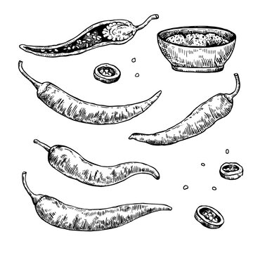 Set of hand drawn chili pepper with various elements. Vector illustration isolated on white background in engraving style.