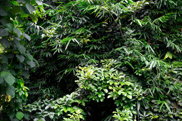 Foliage background, original photos of several types of plants, which are suitable for outdoor and nature themes