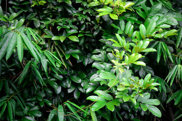 Foliage background, original photos of several types of plants, which are suitable for outdoor and...