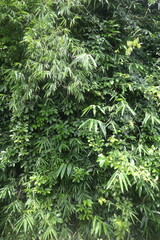 Foliage background, original photos of several types of plants, which are suitable for outdoor and nature themes