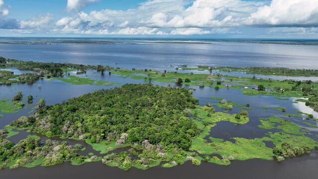 Amazonian Rainforest At Manaus Amazonas Brazil. River Background Eco Tourism. Fluvial Nature Forestry Lagoon. Fluvial Green Forestry Green Valley Forest. Fluvial Lagoon Sunny Day Beauty In Nature.