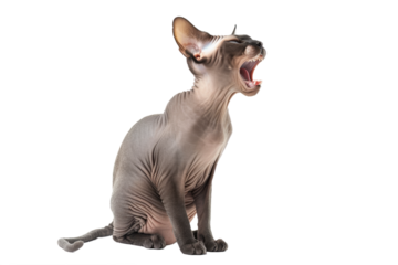 Ugly cat yawning, isolated on transparent background.