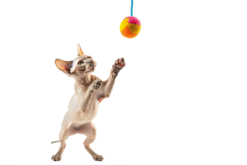 Hairless cat playing with toy, isolated on transparent background.