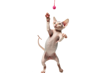 Sphynx cat playing with cat teaser toy, isolated on transparent background.