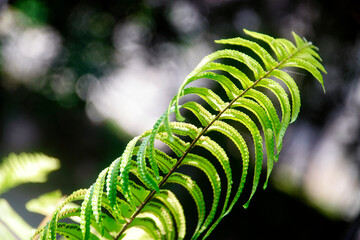 Adiantum pedatum, a type of plant that is good for shaded areas