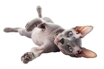 Sphynx hairless cat playfully lying down isolated on transparent background.