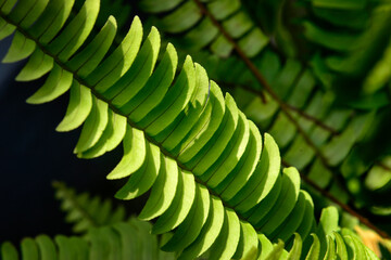 Adiantum pedatum, a type of plant that is good for shaded areas