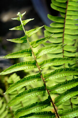 Adiantum pedatum, a type of plant that is good for shaded areas