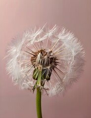Dandelion fluff background for aesthetic minimalism style background. Blush pink color wallpaper with elegant and light flying fluffs on empty wall. Fragile, lightweight and beautiful nature Generativ