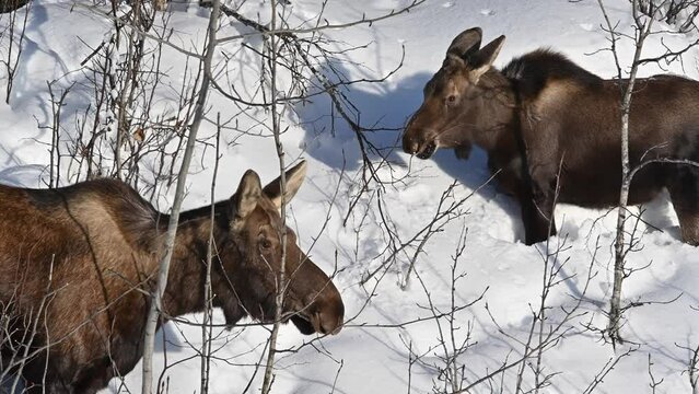 A mother moose and her yearling calf browse for food in deep snow on an Alaska hillside.