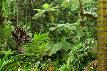 tropical garden in North Queensland, Australia