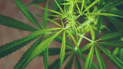 Green weed Marijuana tree cannabis plant narcotic herbal in CBC greenhouse. Hemp leaf made cannabis crude oil medicine farm. CBC, THC herb agriculture Weed leaf Drug. Medicine sustainability concept