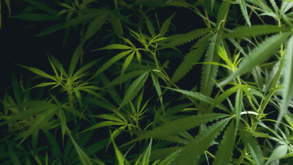 Green weed Marijuana tree cannabis plant narcotic herbal in CBC greenhouse. Hemp leaf made cannabis...