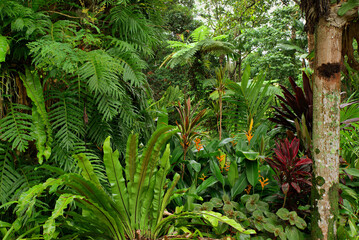 tropical garden in North Queensland, Australia