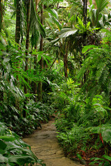 tropical garden in North Queensland, Australia