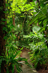 tropical garden in North Queensland, Australia