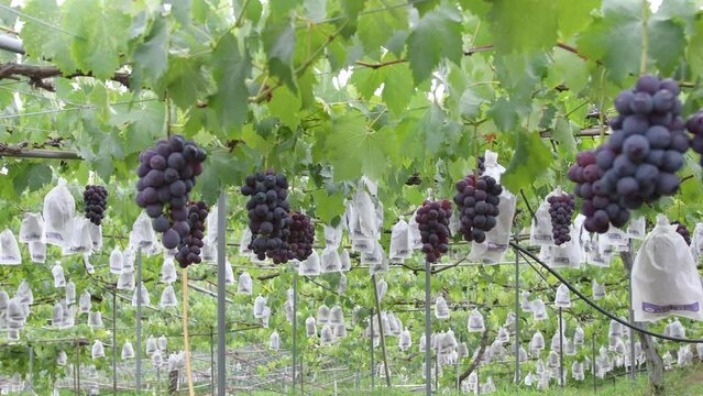 ぶどう畑
Vineyard