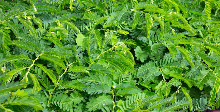 Young tamarind fresh leaves, tamarind tree