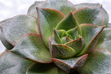 Houseplant, Echeveria Chinensis succulent, isolated, close-up view