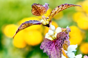 Close up of dead nettle, Poland. (Lamium purpureum)