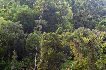 xplore nature's wonders while bushwalking along Crystal Cascades near Cairns, QLD. Lush greenery and cascading waterfalls await your discovery.