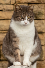 Small  tricolor  cat poses for a photo and sits    on a sunny day