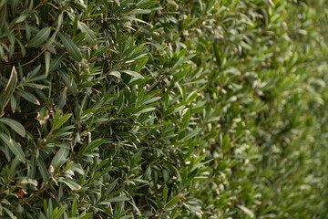 Close-up of a beautiful fresh bush branch with green leaves, the background is blurred.
