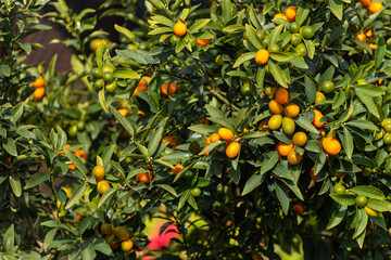 close-up of a beautiful tree with orange large  kumquats surrounded by many bright green leaves, soft focus