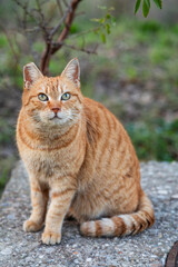 Lazy short hair cat  looks at everyone and asks for food on the street on a sunny day, completely relaxed