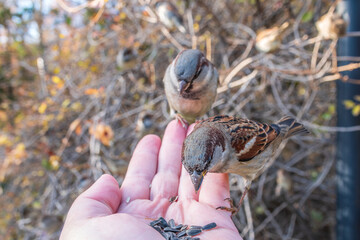 Sparrow eats seeds from a man's hand