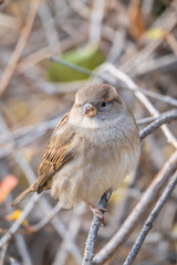 Sparrow sits on a branch without leaves.