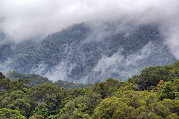 Steamy Rainforest