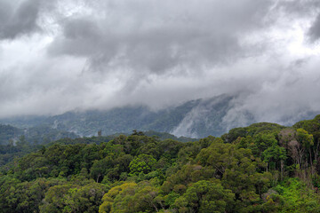 Steamy Rainforest